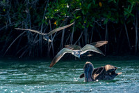 Galapagos Islands