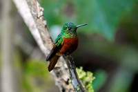 San Isidro Cloud Forest