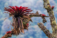 Ecuador