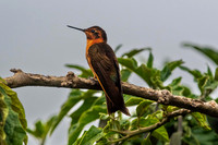 Antisana