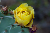 Beauty of Flowers
