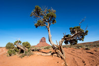 Trees of Life