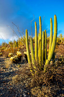 Organ Pipe National Monument