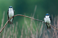 Songbirds