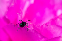 Bugs World