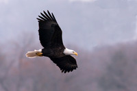Birds of Prey