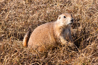 Animals of all sorts