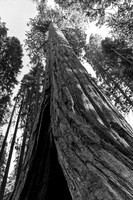 Sequoia-Kings Canyon National Park