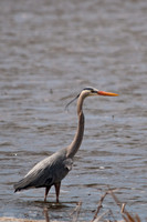 Shorebirds, Cranes and Herons