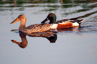 Ducks, Geese and Swans